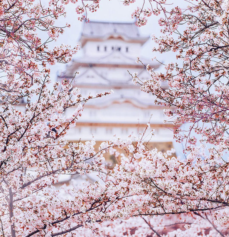 Fotgrafa visita florada da sakura no Japo e acaba se envolvendo em um conto de fadas 04