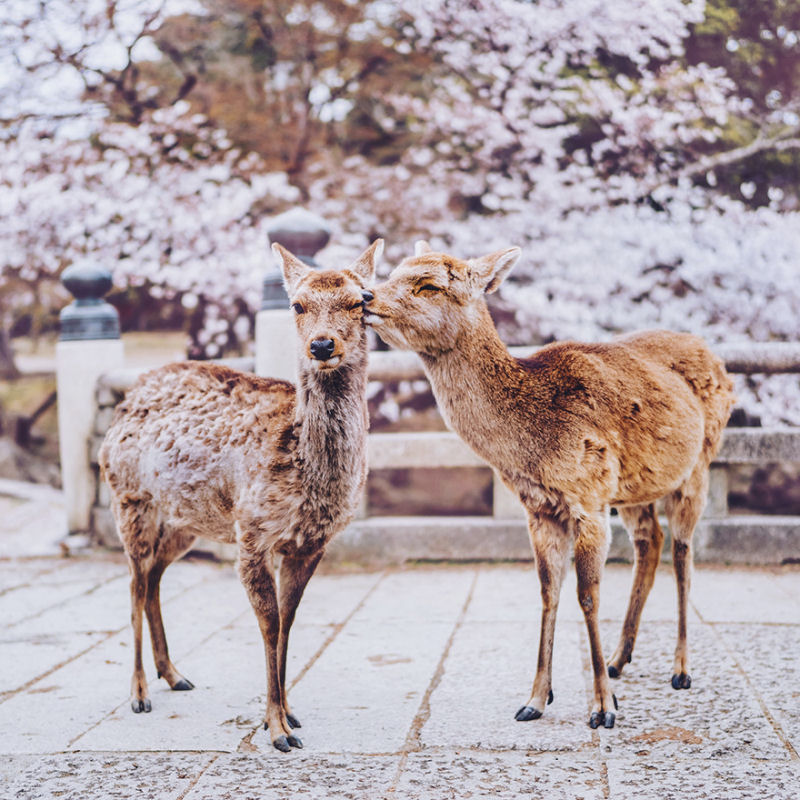 Fotgrafa visita florada da sakura no Japo e acaba se envolvendo em um conto de fadas 05