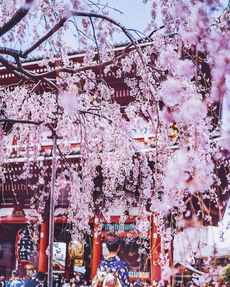Fotgrafa visita florada da sakura no Japo e acaba se envolvendo em um conto de fadas 07