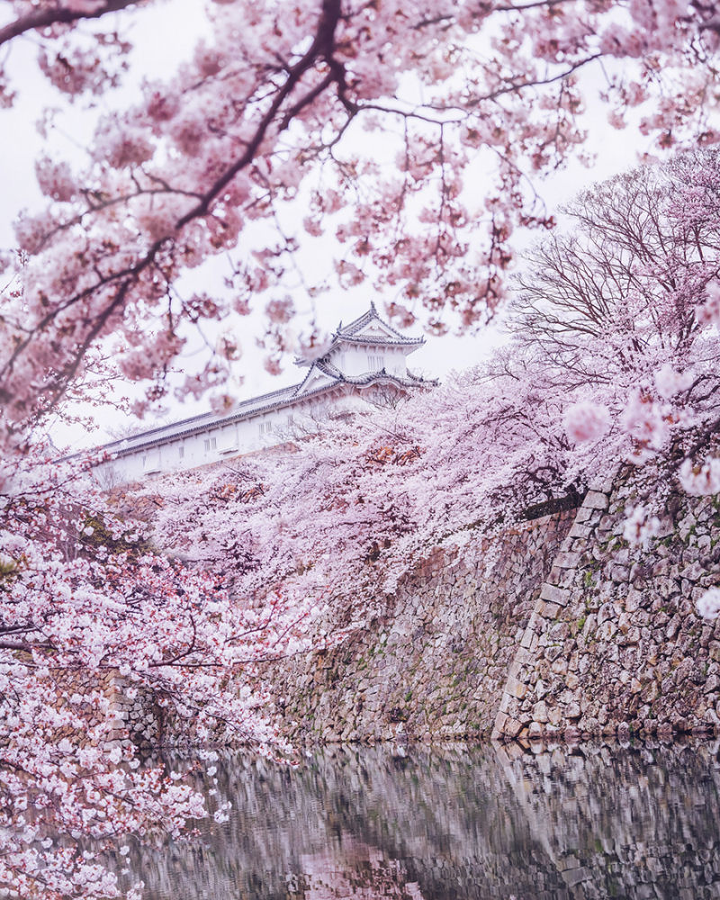 Fotgrafa visita florada da sakura no Japo e acaba se envolvendo em um conto de fadas 08
