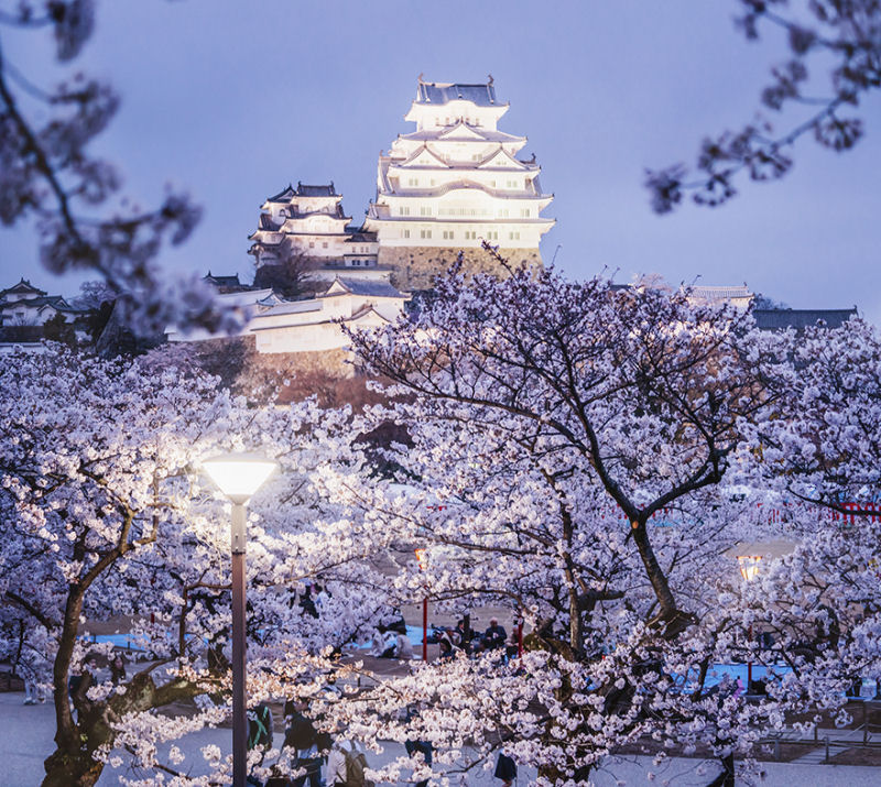 Fotgrafa visita florada da sakura no Japo e acaba se envolvendo em um conto de fadas 10