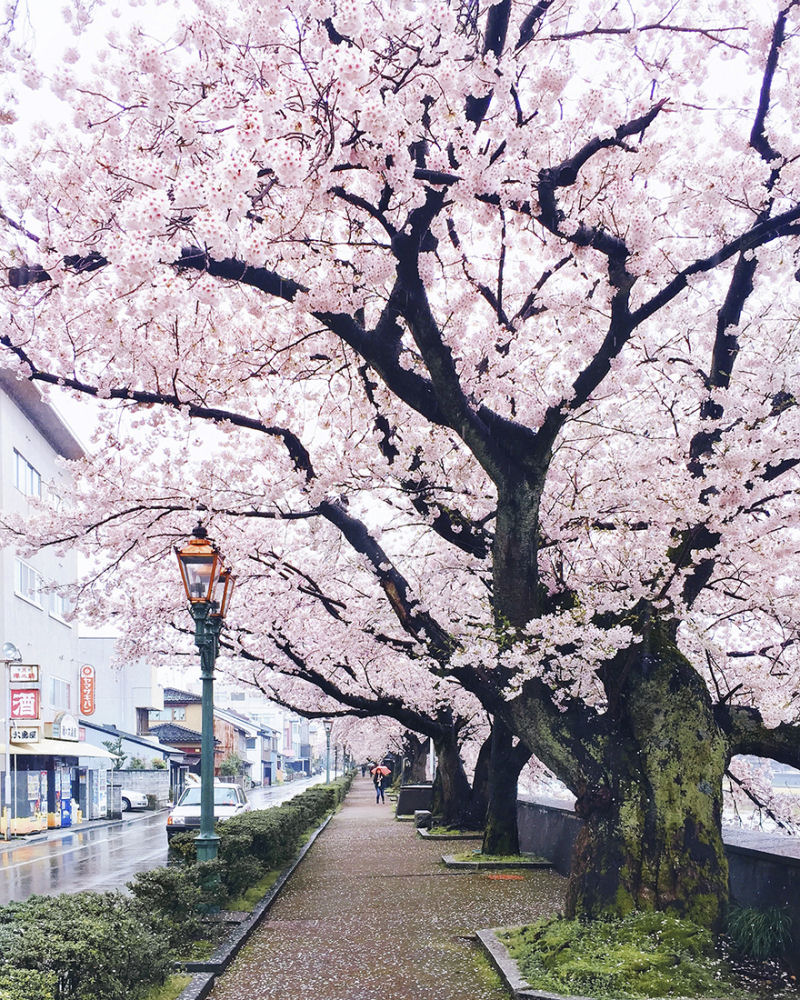 Fotgrafa visita florada da sakura no Japo e acaba se envolvendo em um conto de fadas 12