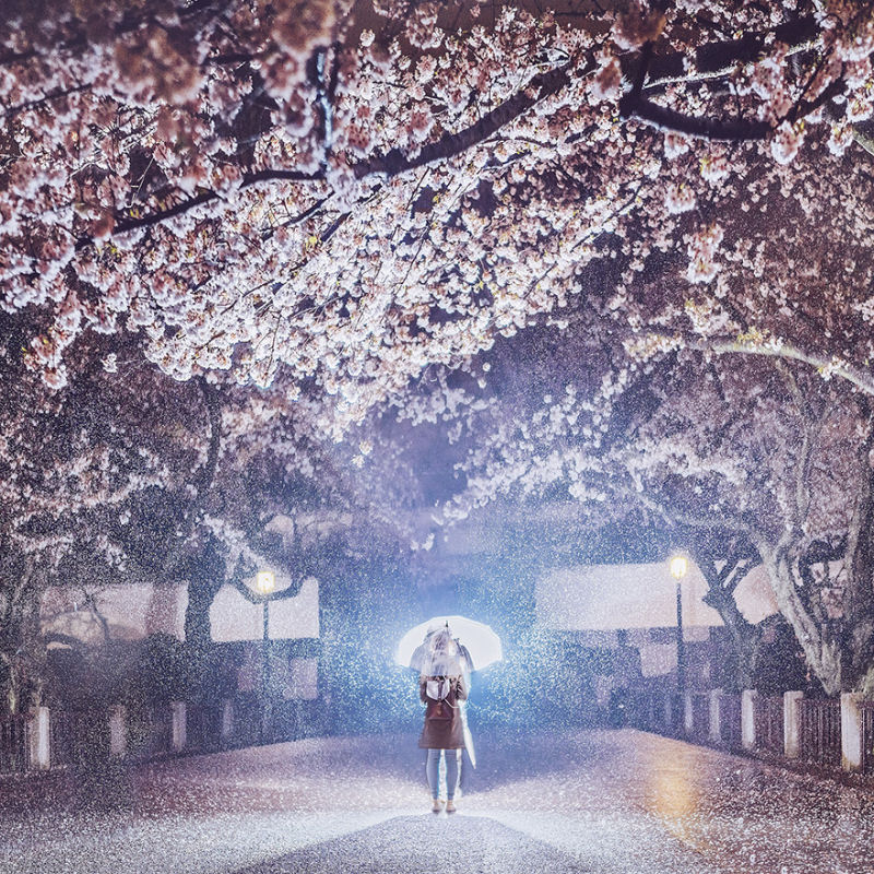 Fotgrafa visita florada da sakura no Japo e acaba se envolvendo em um conto de fadas 13