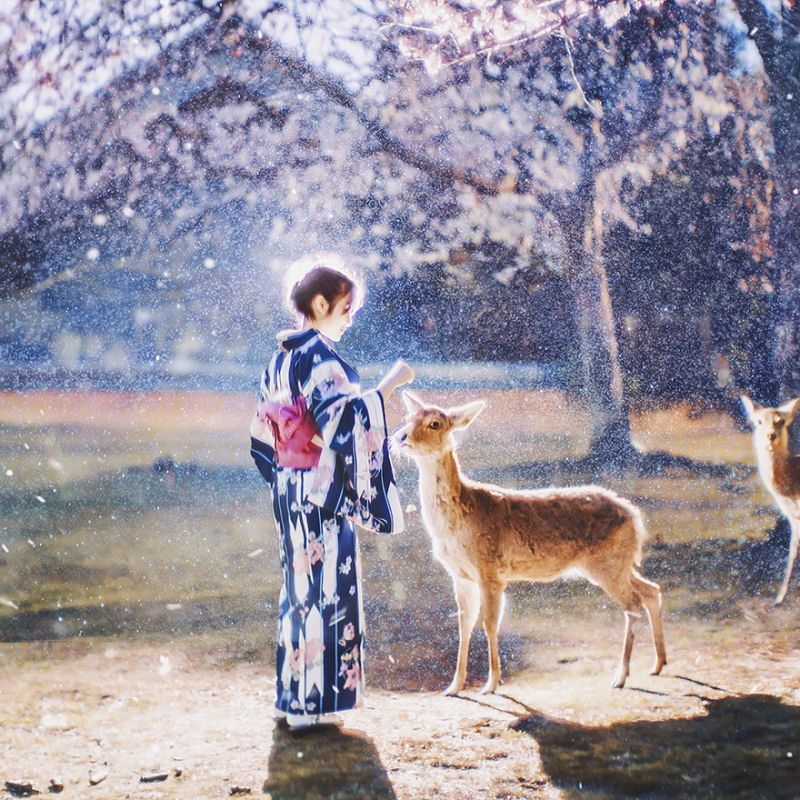 Fotgrafa visita florada da sakura no Japo e acaba se envolvendo em um conto de fadas 16