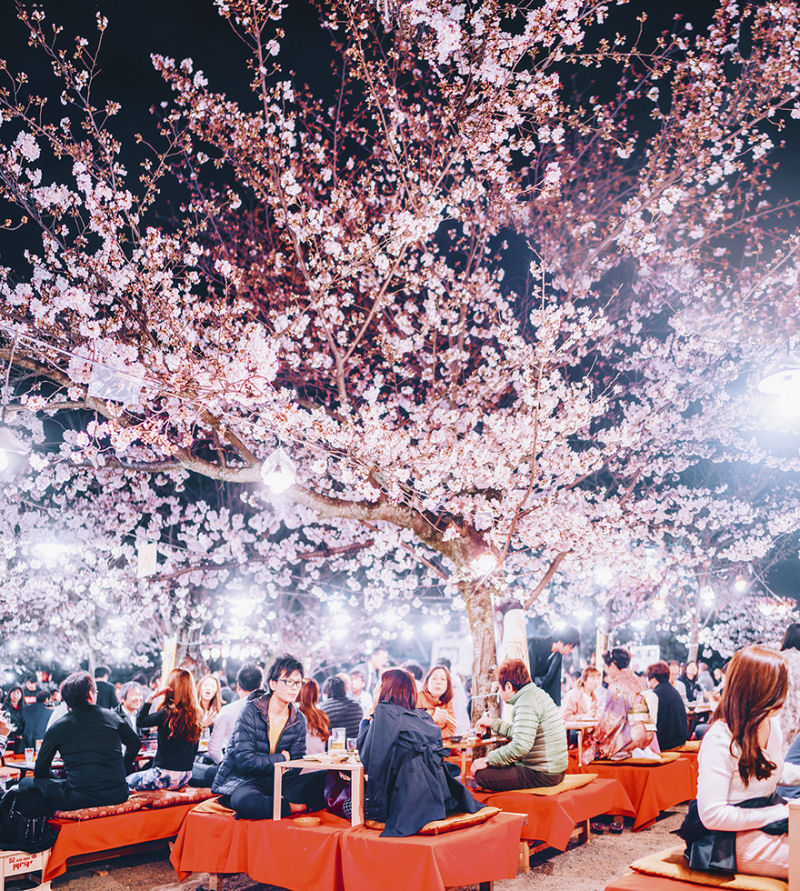 Fotgrafa visita florada da sakura no Japo e acaba se envolvendo em um conto de fadas 18