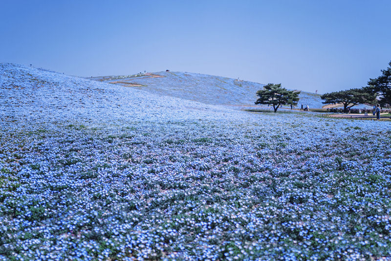 Fotgrafa visita florada da sakura no Japo e acaba se envolvendo em um conto de fadas 19