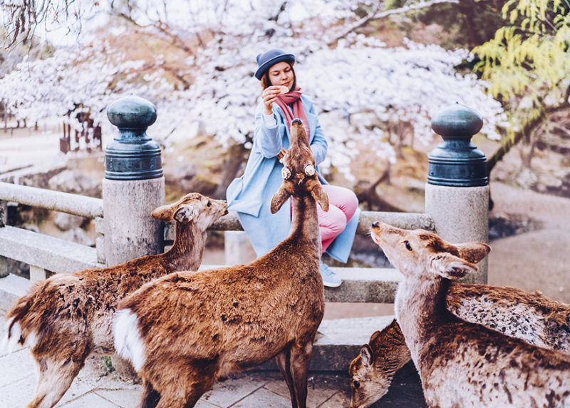 Fotgrafa visita florada da sakura no Japo e acaba se envolvendo em um conto de fadas 21