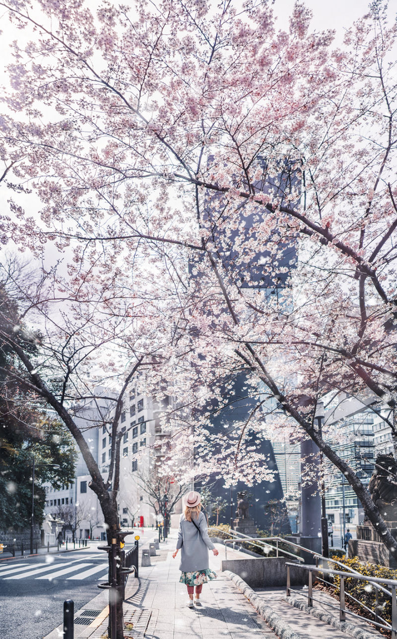 Fotgrafa visita florada da sakura no Japo e acaba se envolvendo em um conto de fadas 22