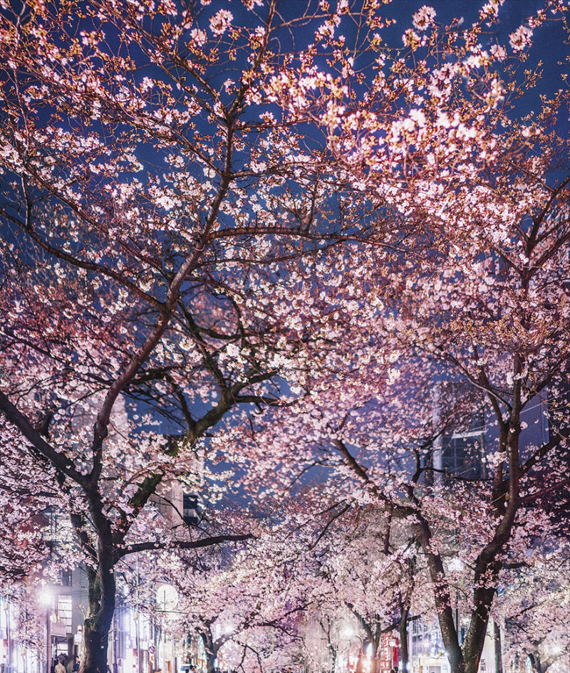 Fotgrafa visita florada da sakura no Japo e acaba se envolvendo em um conto de fadas 24