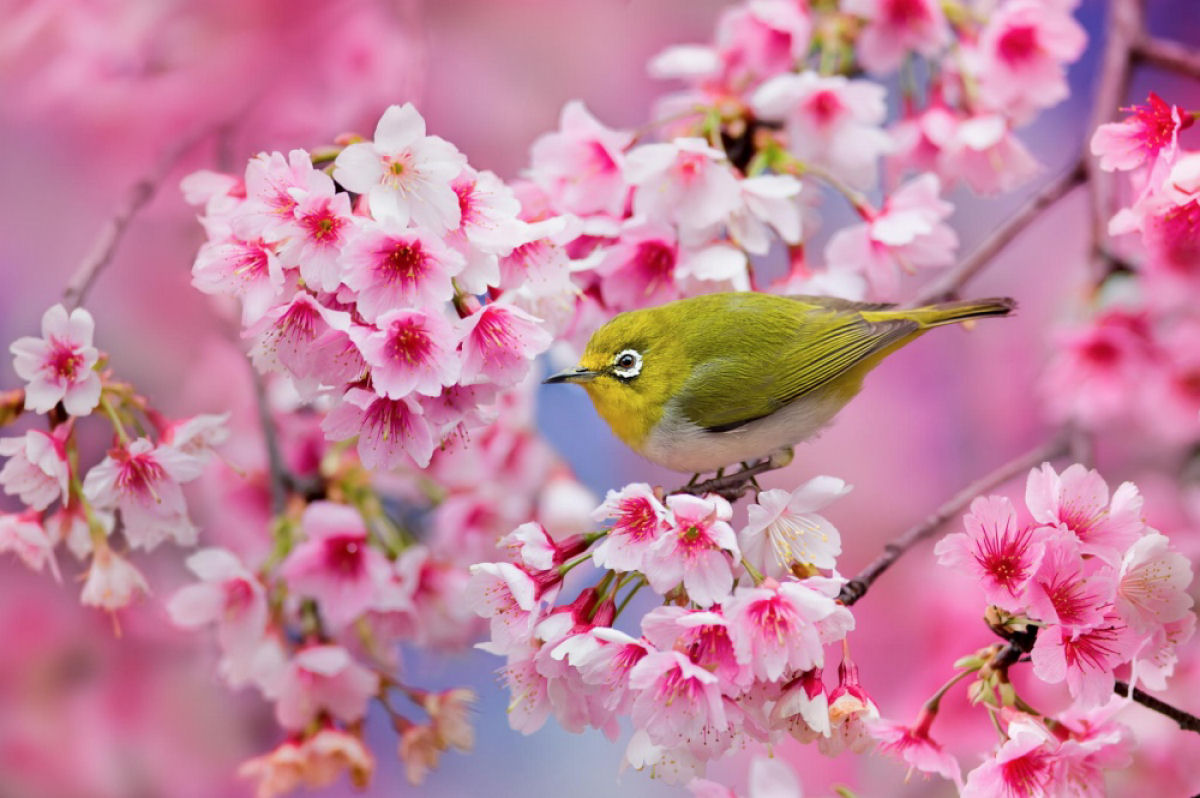 Hanami, a contemplação das flores de cerejeira no Japão 02