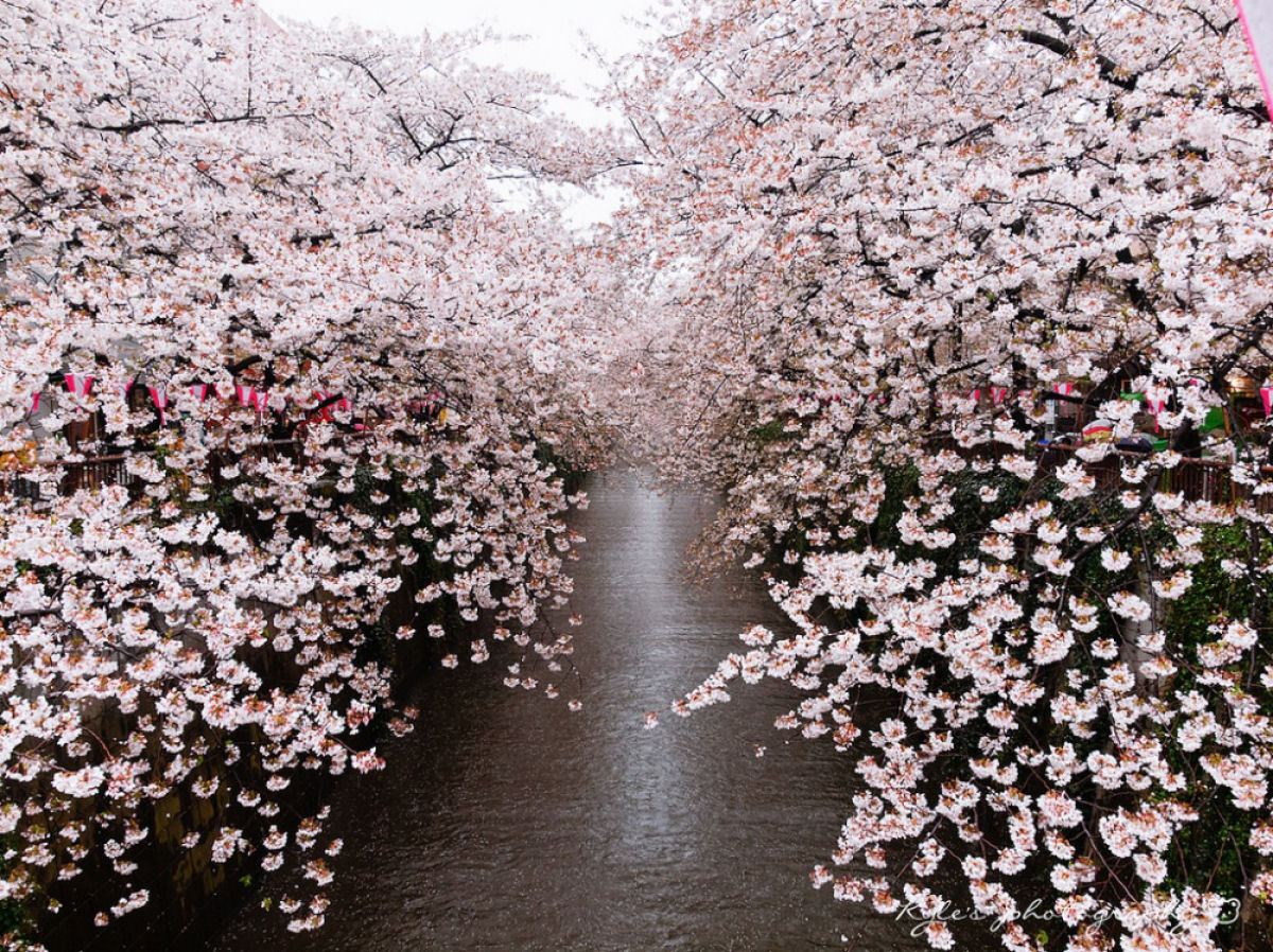 Hanami, a contemplação das flores de cerejeira no Japão 04