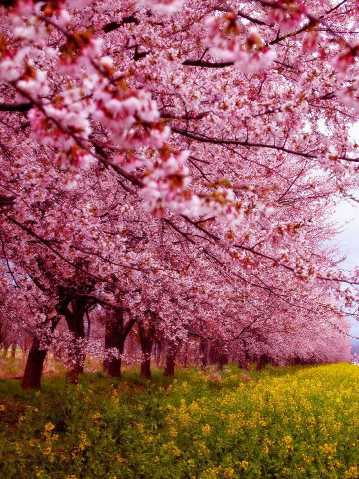 Hanami, a contemplação das flores de cerejeira no Japão 06