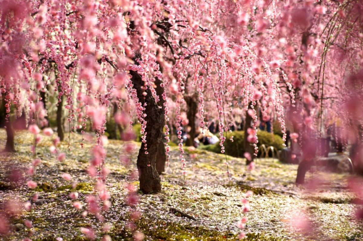 Hanami, a contemplação das flores de cerejeira no Japão 07