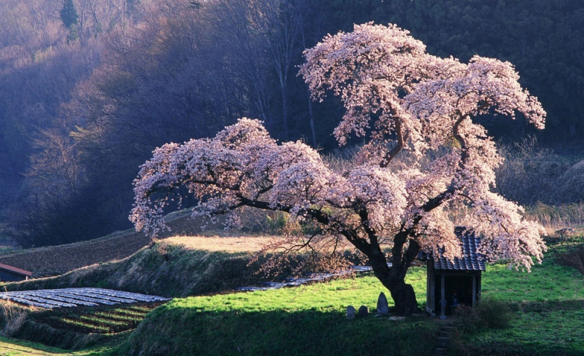 Hanami, a contemplação das flores de cerejeira no Japão 08