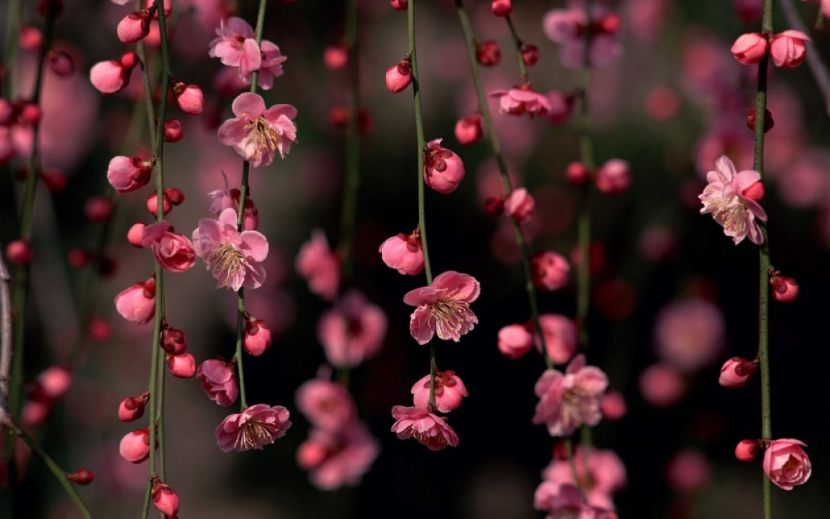 Hanami, a contemplação das flores de cerejeira no Japão 10