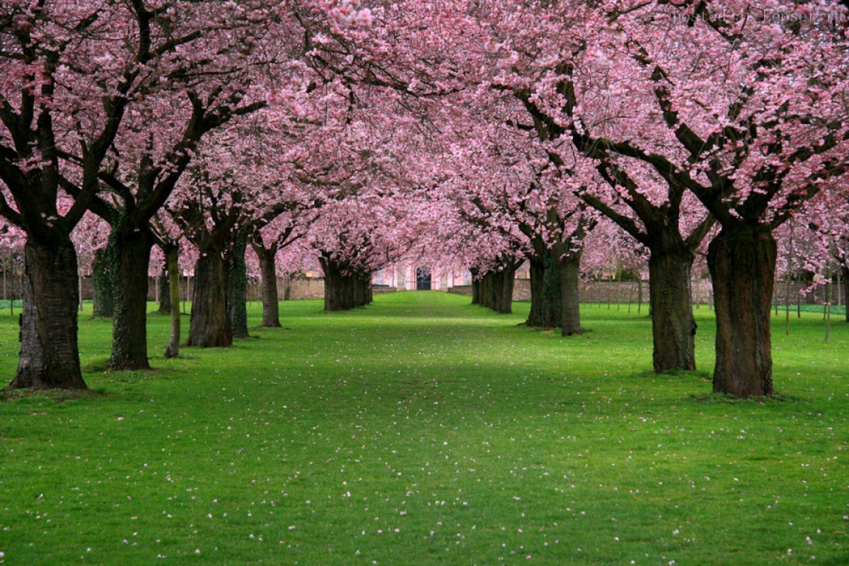 Hanami, a contemplação das flores de cerejeira no Japão 14