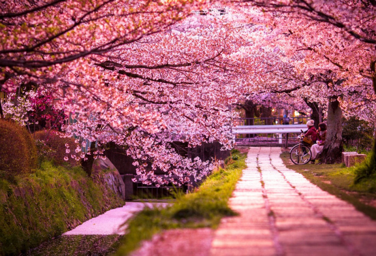 Hanami, a contemplação das flores de cerejeira no Japão 15