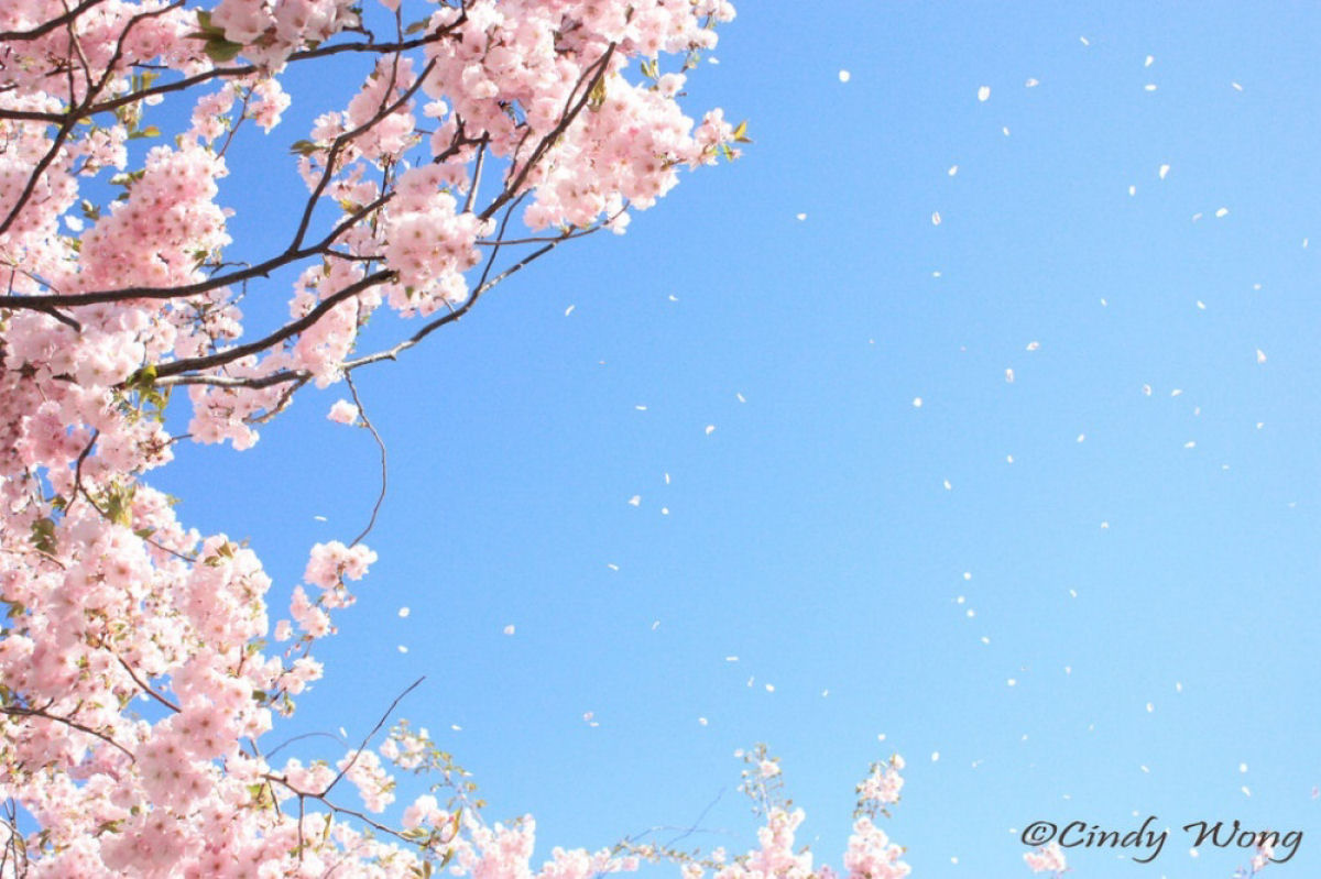 Hanami, a contemplação das flores de cerejeira no Japão 16