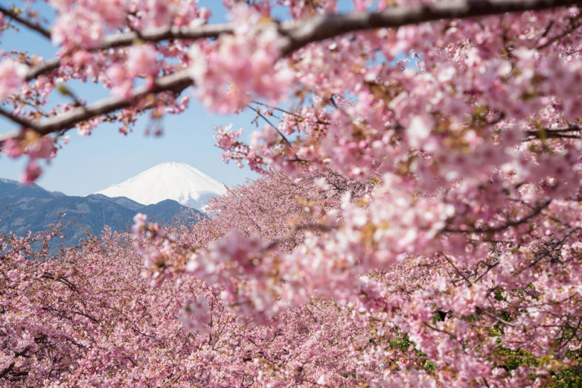 Hanami, a contemplação das flores de cerejeira no Japão 18