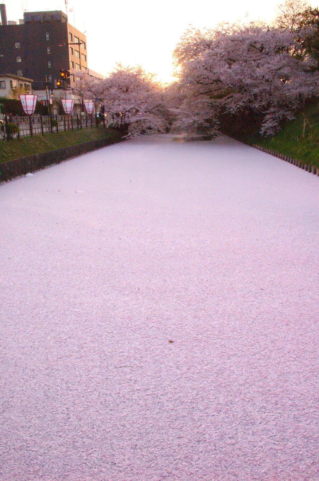 Hanami, a contemplação das flores de cerejeira no Japão 21