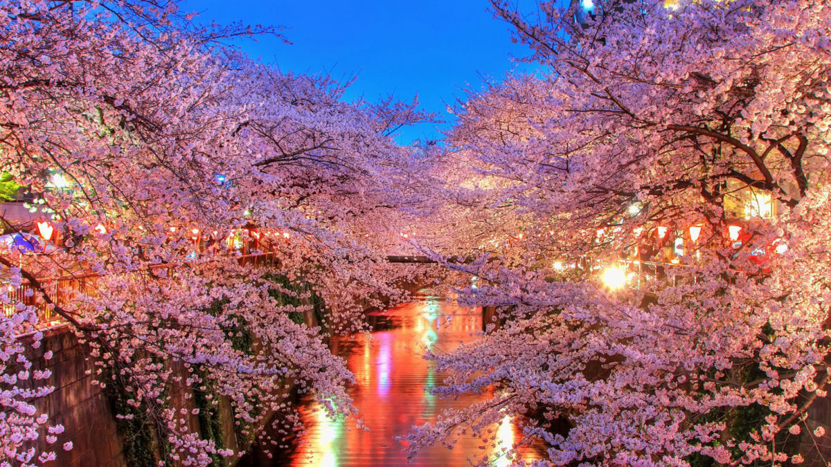 Hanami, a contemplação das flores de cerejeira no Japão 22