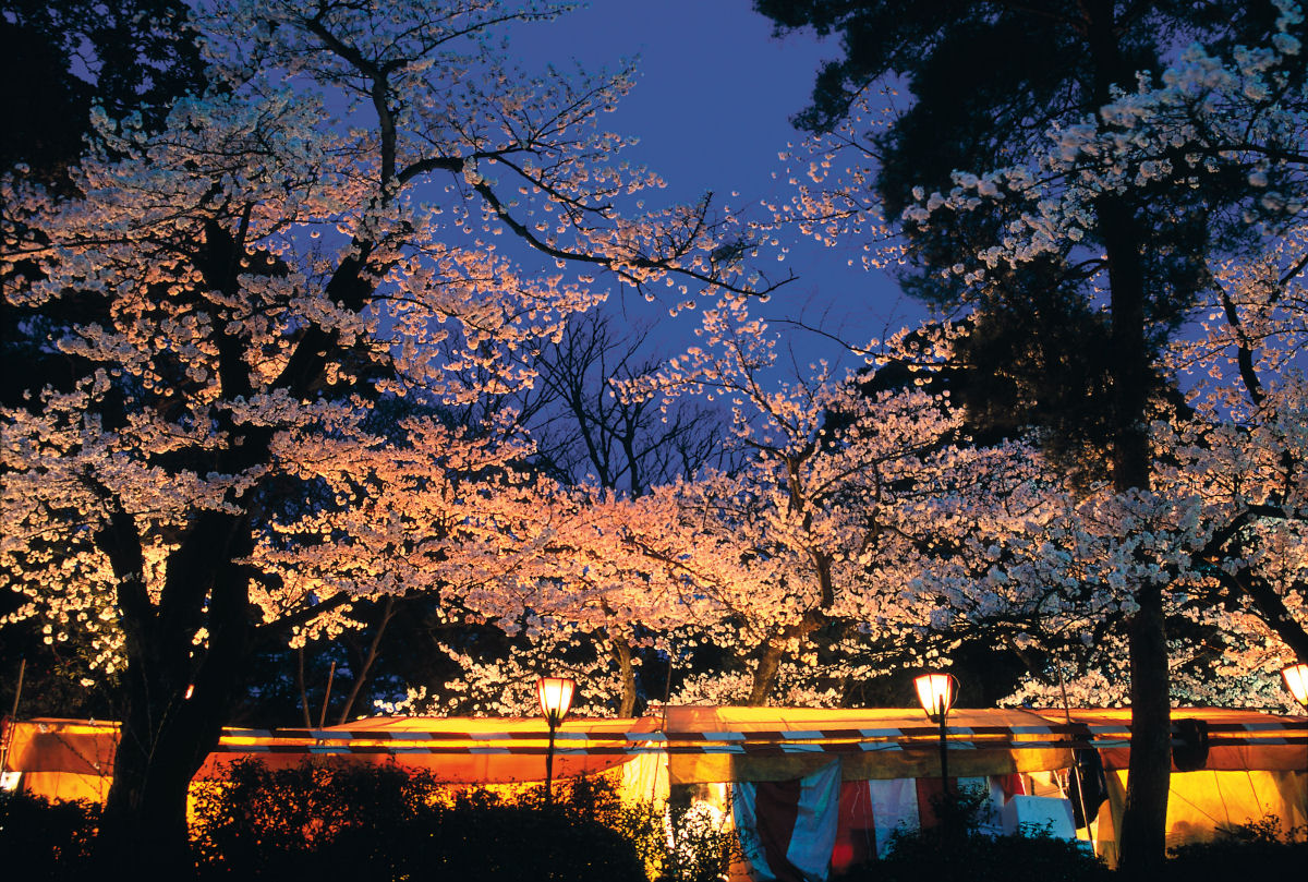 Hanami, a contemplação das flores de cerejeira no Japão 24