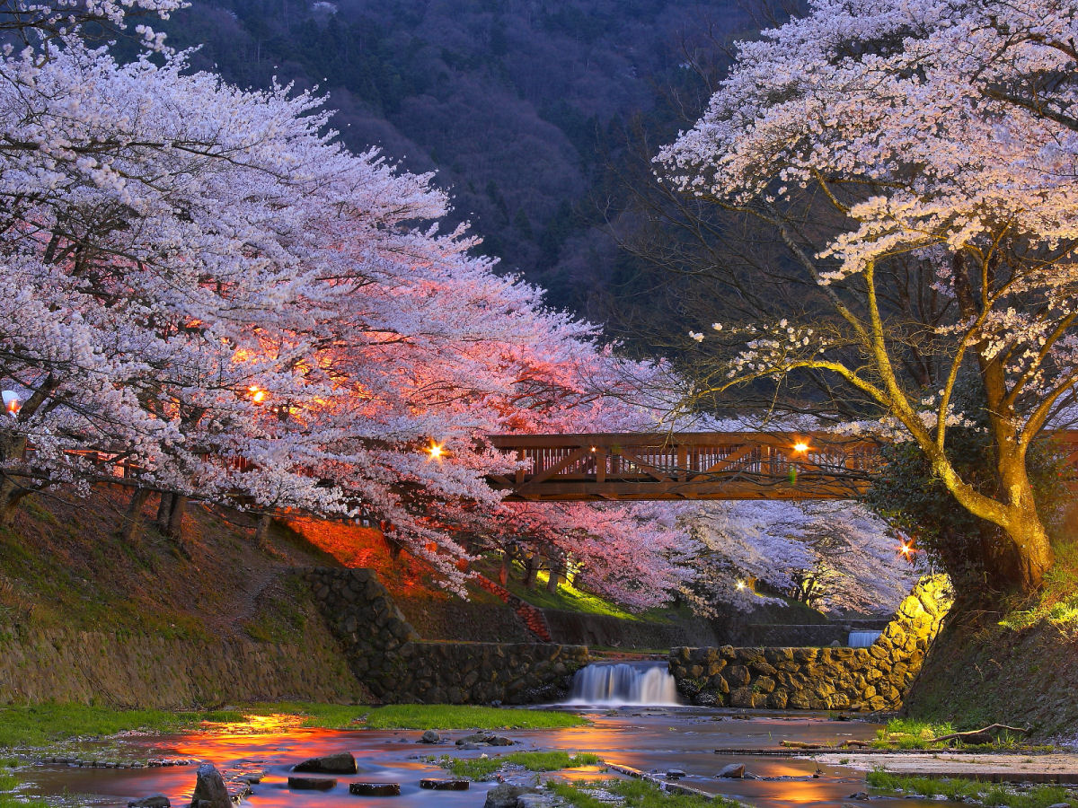 Hanami, a contemplação das flores de cerejeira no Japão 25