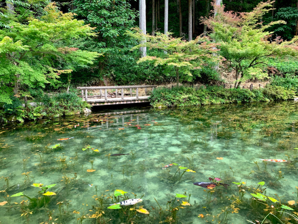 Nenúfares - a lagoa japonesa tão bonita que parece uma pintura de Monet da vida real