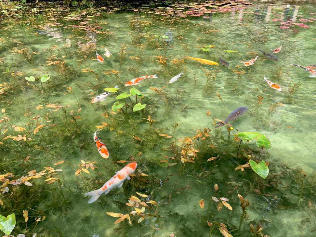 Nenúfares - a lagoa japonesa tão bonita que parece uma pintura de ...