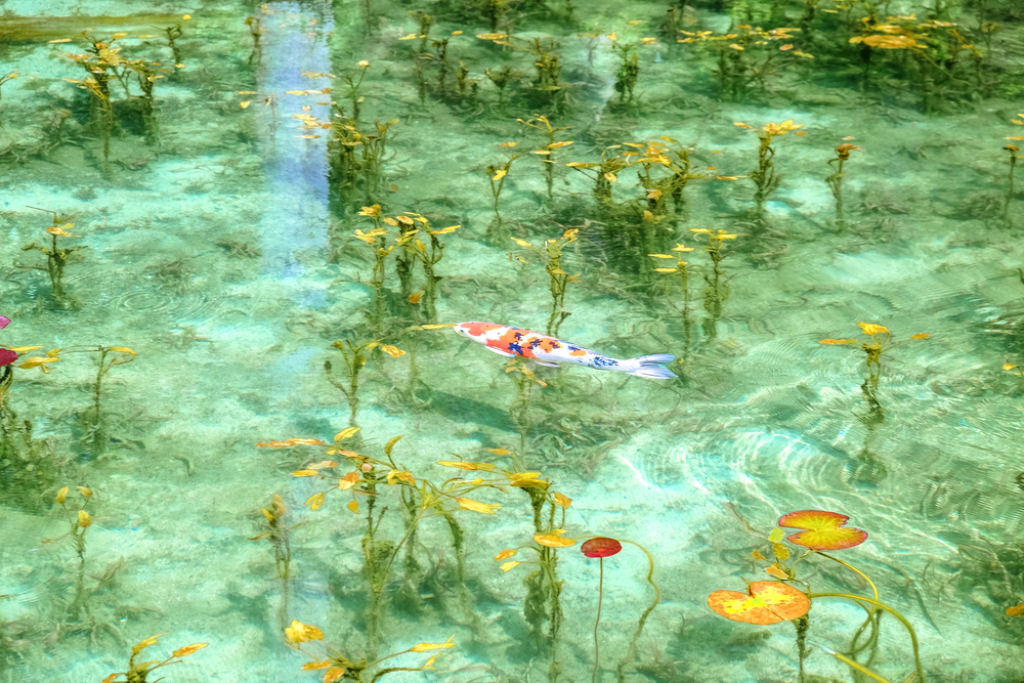 Nenfares - a lagoa japonesa to bonita que parece uma pintura de Monet da vida real