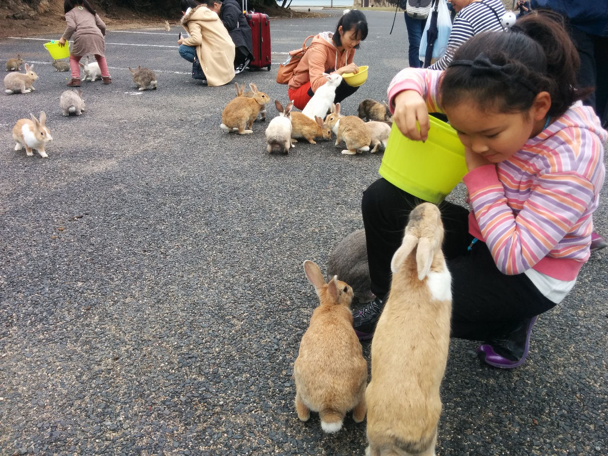 A Ilha dos Coelhos seria o lugar mais ador�vel do mundo?