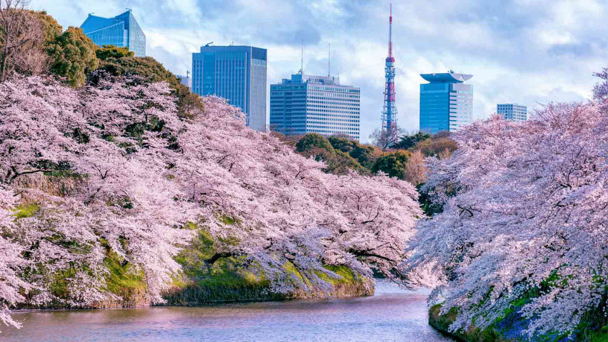 A temporada de Sakura começou oficialmente em Tóquio, Japão