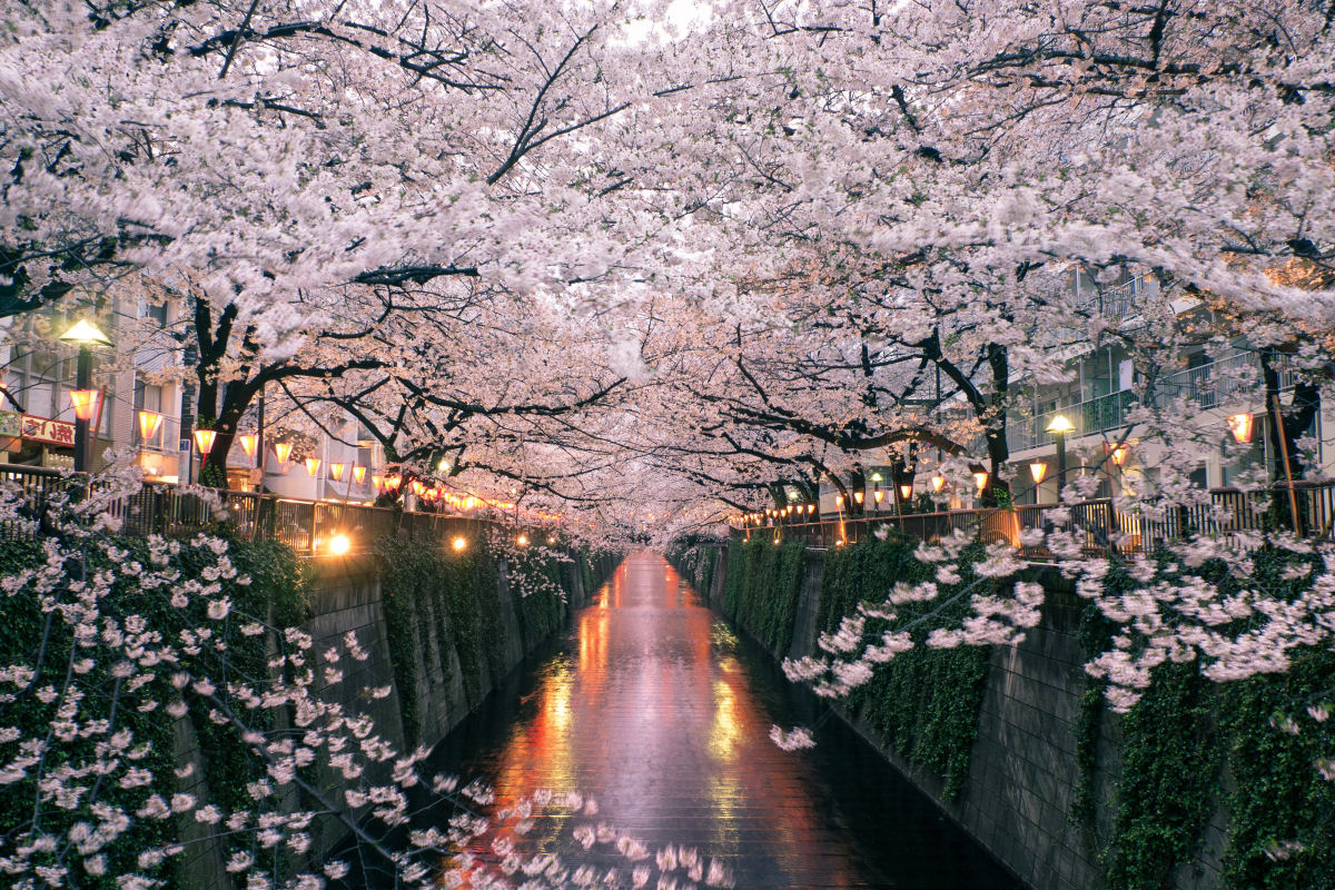 A temporada de sakura 2023 comeou oficialmente em Tquio, Japo