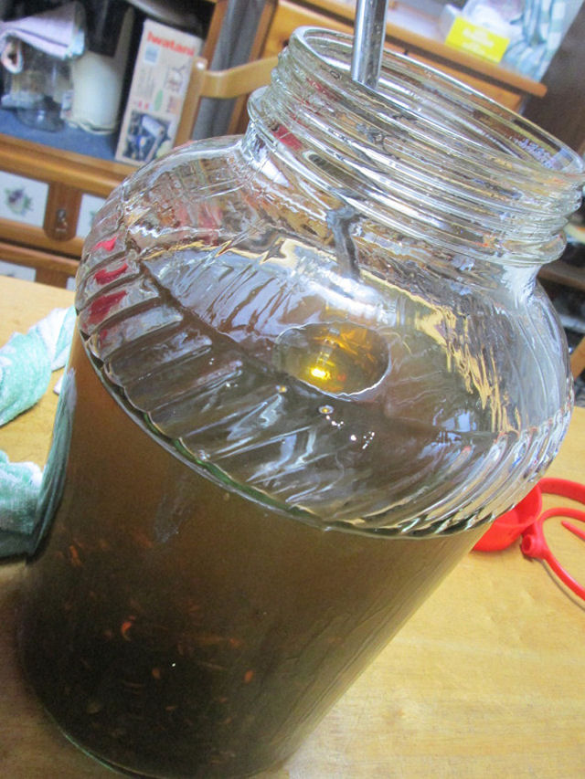 Bebida japonesa de fermentado da vespa assassina