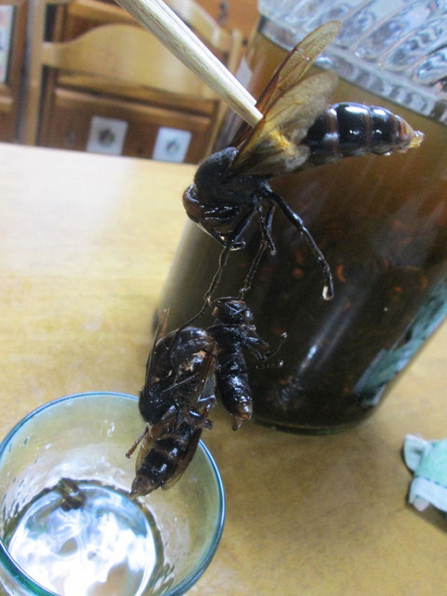 Bebida japonesa de fermentado da vespa assassina