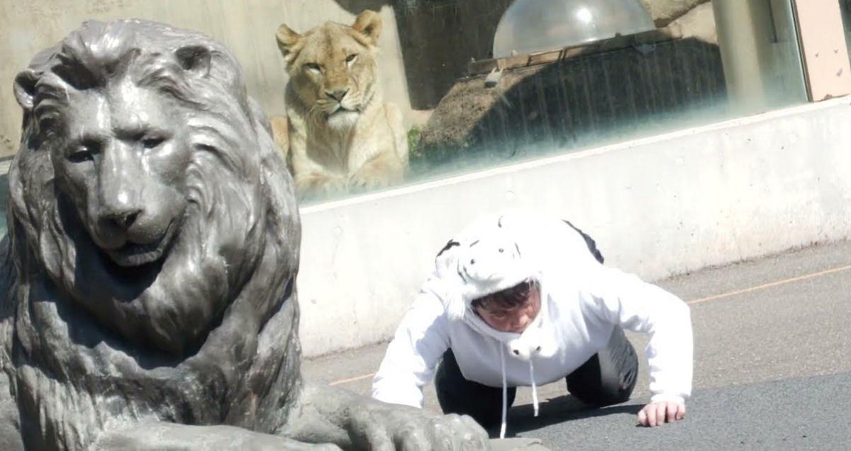 Homem-tigre rouba show no exerccio de treinamento de segurana de zoo japons