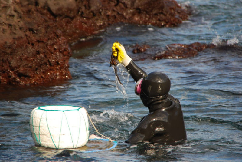 Haenyo as incrveis vovs mergulhadoras da Ilha Jeju 02
