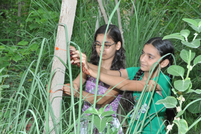 Vila indiana planta 111 novas árvores cada vez que nasce uma menina 07