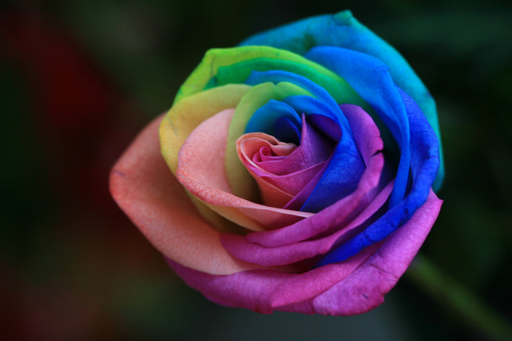 Rosa arco-iris