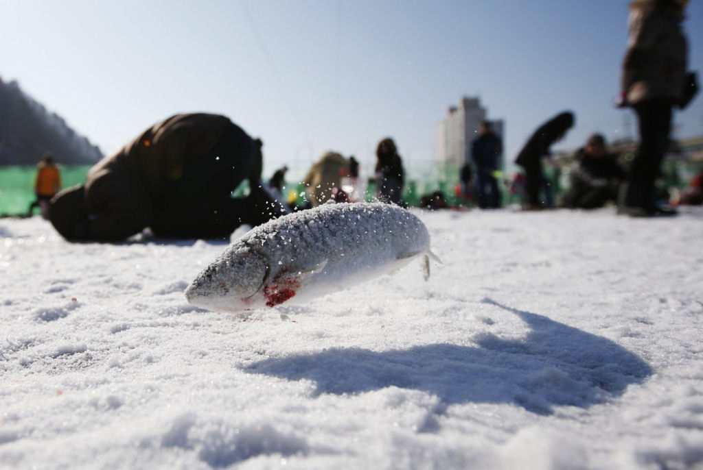 A pesca do gelo no Festival de Hwacheon Sancheoneo, na Coreia do Sul 08