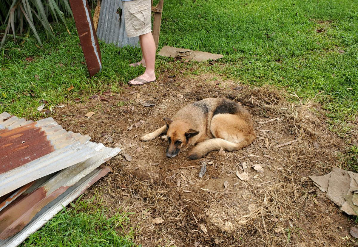 Casinha de cachorro com buraco no telhado foi leiloada por 220 mil reais