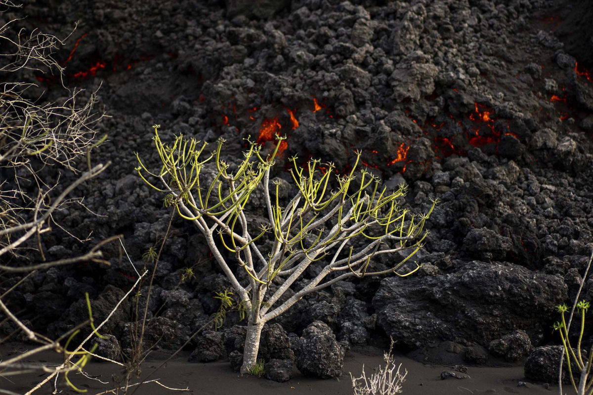As impressionantes fotos que mostram o estrago do vulcão de La Palma
