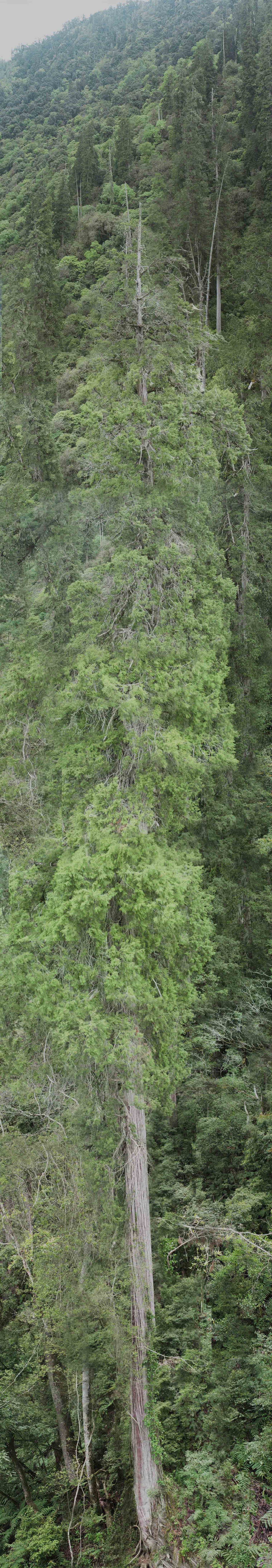 O cnion mais profundo da terra esconde uma rvore mais alta que a Esttua da Liberdade