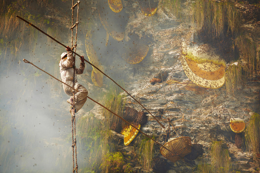 A coleta do mel alucinógeno no Nepal com a tribo Gurung