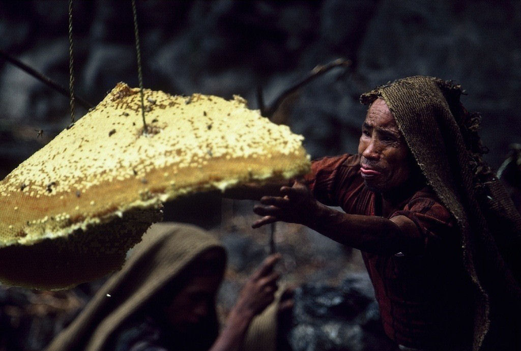 A fantstica arte dos coletores de mel silvestre do Himalaia 16