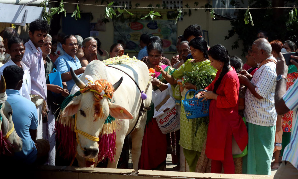 Índia pede aos cidadãos que 'abracem uma vaca' no Dia dos Namorados