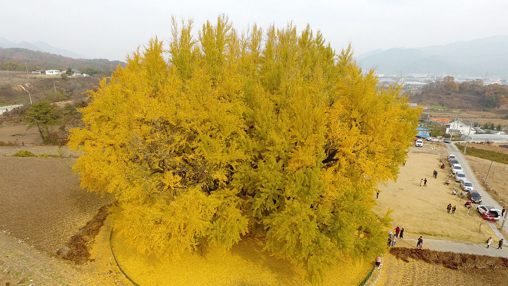 A incrível ginkgo de 800 anos na Coreia do Sul, que alguns dizem ser a mais bonita do mundo