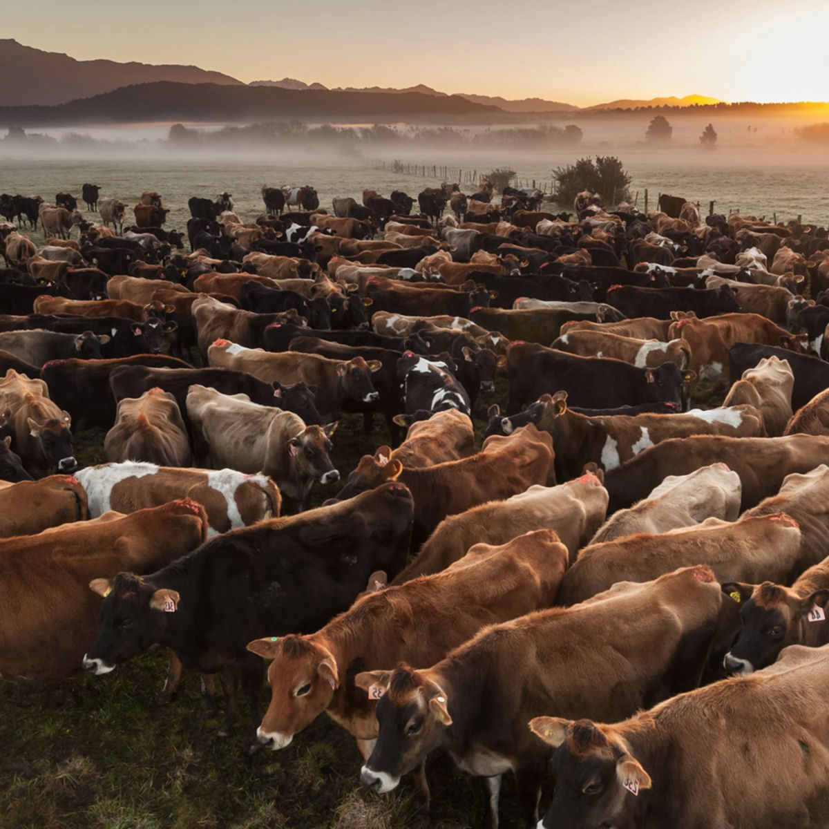 Nova Zelândia vai taxar os arrotos e peidos de vaca
