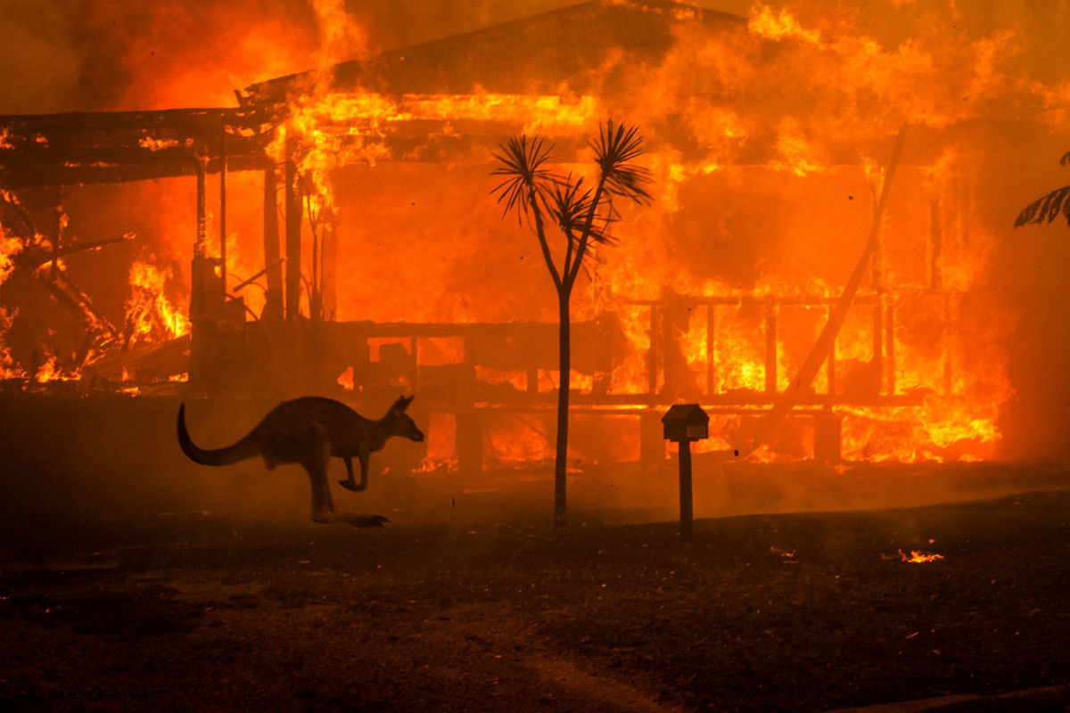 Os terrveis incndios australianos podem ter cobrado a vida de meio bilho de animais