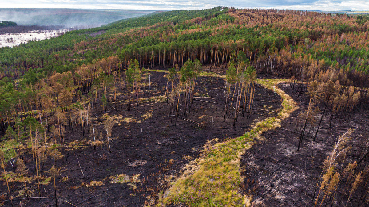 As imagens chocantes dos incêndios florestais causados pela onda de calor sem precedentes na Sibéria 02